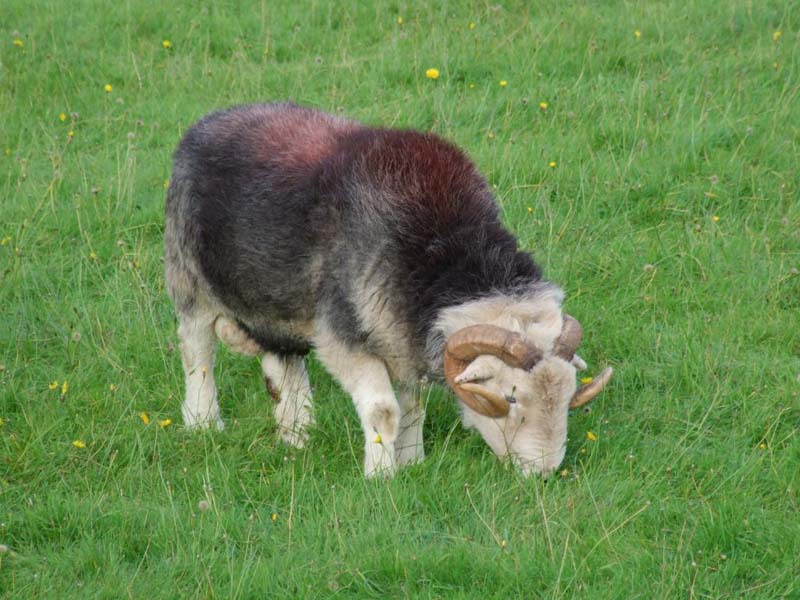 English Lakeland Walks - Self-Guided Lake District Walks