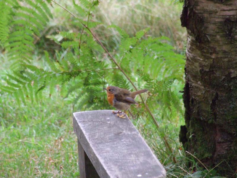 English Lakeland Walks - Self-Guided Lake District Walks