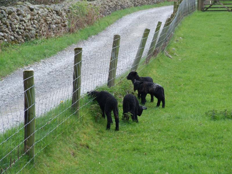 English Lakeland Walks - Self-Guided Lake District Walks