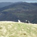 Herdwick Sheep Overlooking Hard Knott Pass