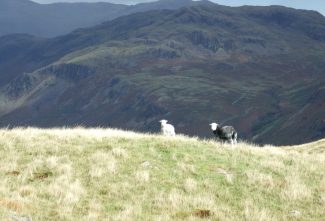 Herdwick Sheep Overlooking Hard Knott Pass