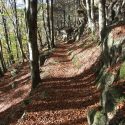 Beech Woods in Dunnerdale