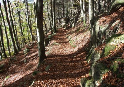 Beech Woods in Dunnerdale